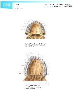 Sobotta Atlas of Human Anatomy  Head,Neck,Upper Limb Volume1 2006, page 105